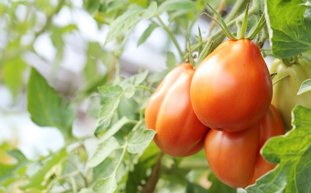 Znaczenie magnezu w procesie wzrostu i rozwoju pomidorów